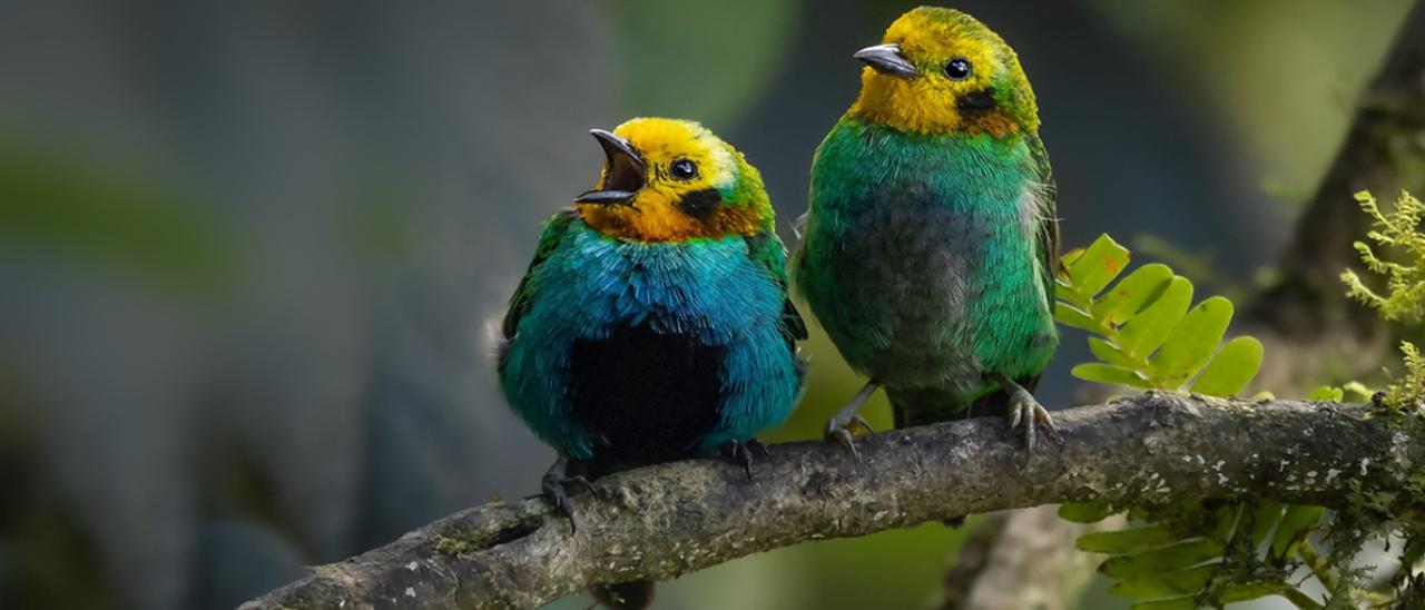 Aves 01